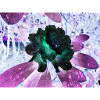 Disposition Hyperflora de Neonblumen