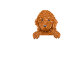 Puppy Love Typography