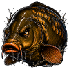 Spiegelkarpfenfischen