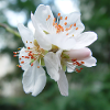 Mandelblüte Frühlingslook 02
