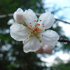 Mandelblüte Frühlingslook 01