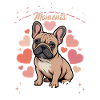 French Bulldog Frenchie Dog Breed