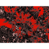 Crimson Branches in Noir Bloom