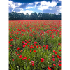 Poppy Field Summer Light