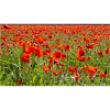 Red poppy Floral splendor