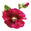 Vibrant_Crimson_Hollyhock_Flower