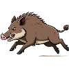 Wild boar runs