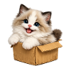 Happy kitten is in box