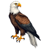 Weisskopfseeadler