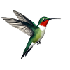 Colibri