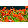 Orange Poppiesveld in Sun