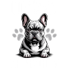 French Bulldog Frenchie Dog Breed