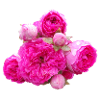 Pink_Garden_Roses_Floral_Art
