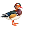 mandarin duck