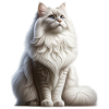 Chat angora turc