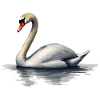 swan