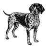 German shorthaired pointer