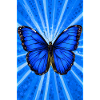 papillon