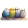 Budgies