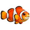 Clownfisch Meeresfisch Bunt