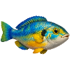 Bunter Fisch Aquarium Liebhaber