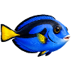 Doktorfisch bunt Meeresfisch