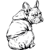 Bouledogue français Pull câlin