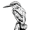 Specht / Eisvogel