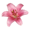 Fleur de lys - lily
