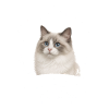 Humour chat de race Ragdoll 