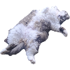 Cuddly Fur Cat Lying Pose