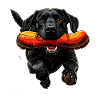 Hund mit Hotdog – Cartoonstil