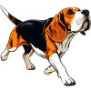 Beagle Abenteuer Illustration