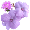 Moody_Purple_Floral_Wall_Art_Dark_Botanical_Pri