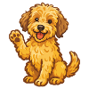 Doodle Goldendoodle - Chiot câlin