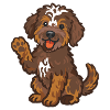 Doodle Brown-Tri - Chiot câlin