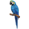blue macaw