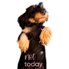 Dachshund T-Shirt