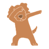Boykin Spaniel