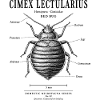 Bed Bug – Domestic Microfauna No. 02