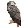 Sleeping Bird Grey Parrot