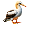 nazca boobies