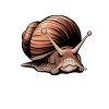 Snail Sayings Funny Snail Gift