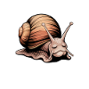 Snail Sayings Funny Snail Gift