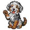 Doodle Merle - Chiot câlin