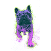 Éclaboussure néon Bouledogue