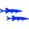 Pike Fish