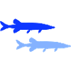 hecht_fisch_2-