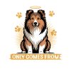 Shetland Sheepdog Sheltie Dog Breed