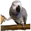 African grey parrot on a branch